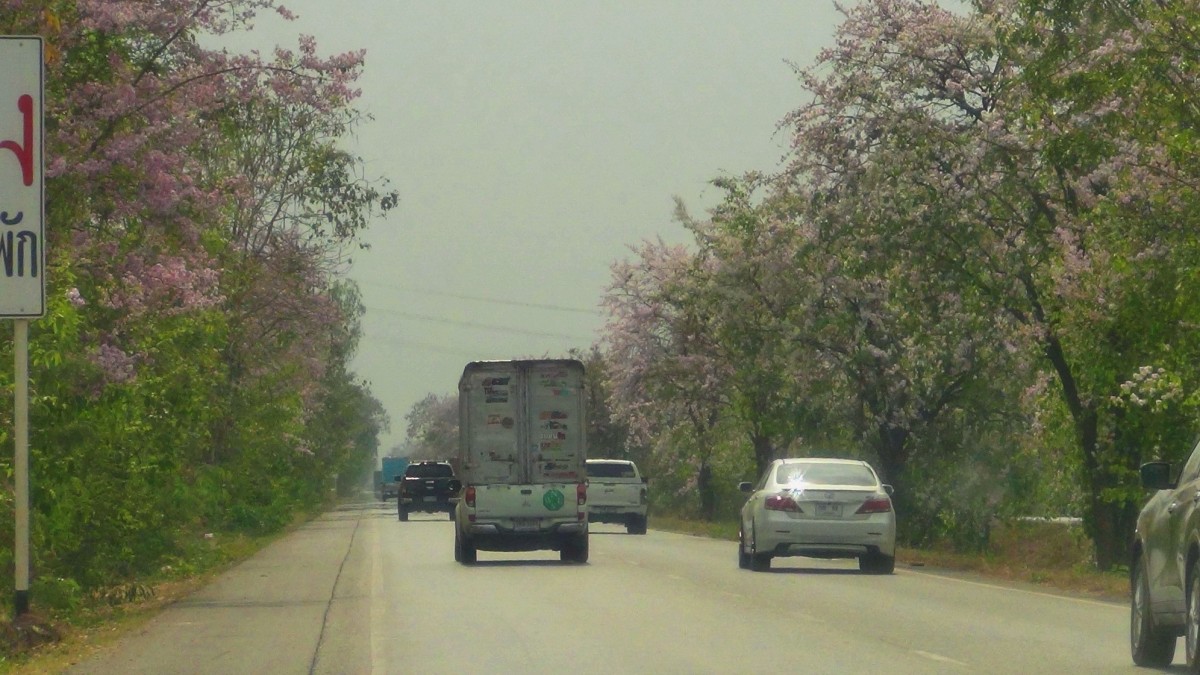 บานสะพรั่ง สั่งลาพญาเสือโคร่ง สิ้นสุดกาลเวลาแห่งความงดงาม