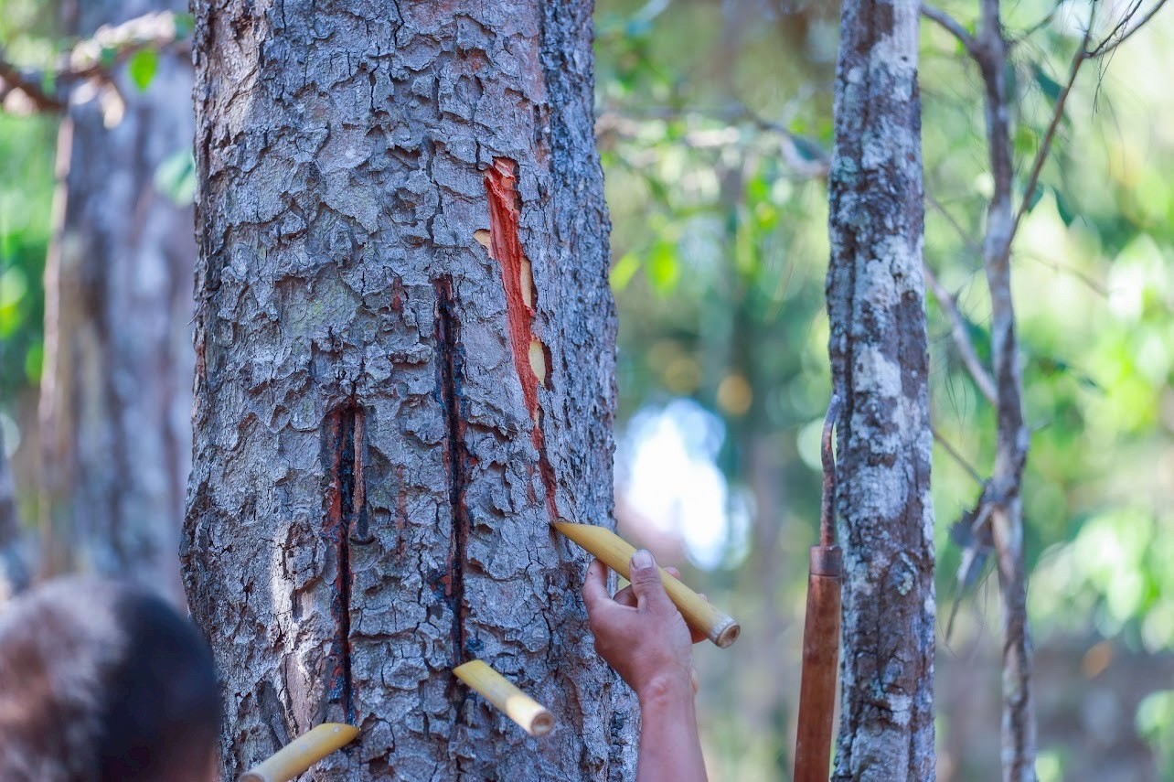 SACIT ผนึกกำลังภาคีเครือข่าย ฟื้นฟู “ยางรัก” สร้างความยั่งยืนงานเครื่องรักไทย