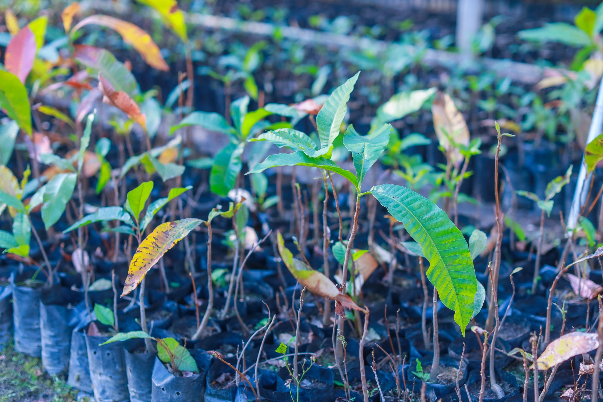SACIT ฟื้น “ต้นน้ำยางรัก”  ดันวัตถุดิบหายากสู่ หลักทรัพย์ค้ำประกันทางธุรกิจ
