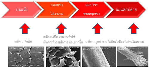 ประเภทของผมเสีย