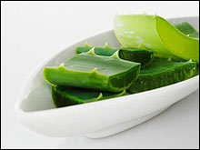 ว่านหางจระเข้ ปรนนิบัติผิวสวยด้วยคุณค่าจากธรรมชาติ