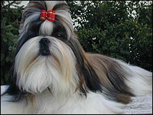 ชิห์สุ Shin Tzu