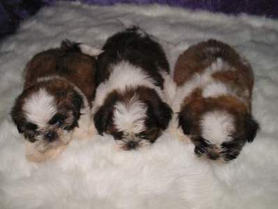 สุนัขพันธุ์ชิห์สุ, ชิสุห์, SHIN TZU, SHIH-TZU