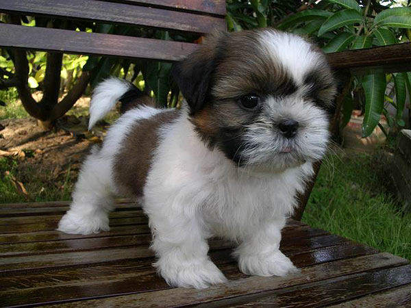 สุนัขพันธุ์ชิห์สุ, ชิสุห์, SHIN TZU, SHIH-TZU