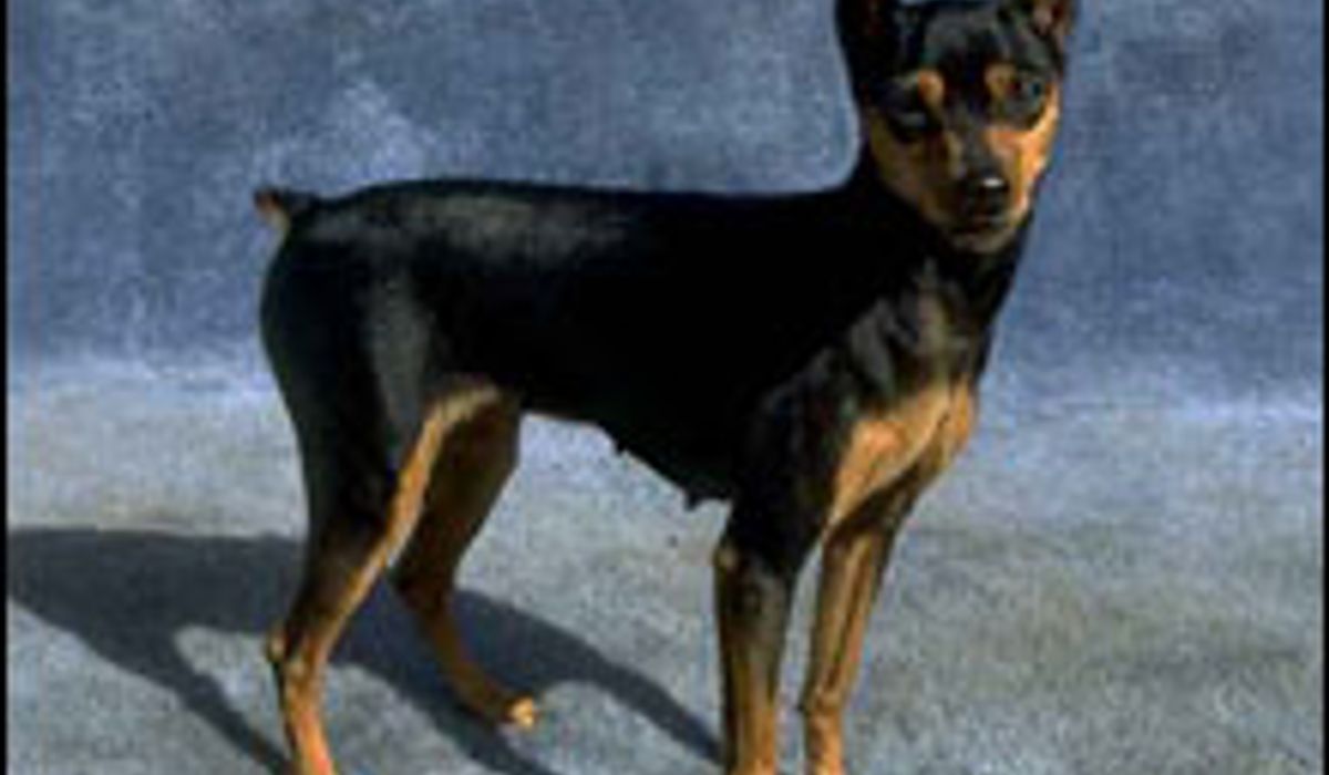 มินิเจอร์ พินเชอร์