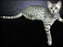 อียิปต์เชียนมัว