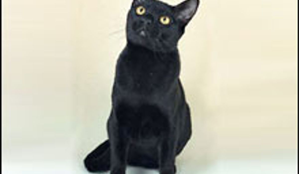 บอมเบย์