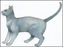 โคราช (สีสวาด)