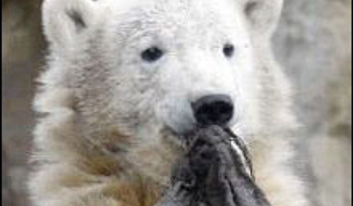 หมีโพล่า คนุท Knut Polar Bear อายุ 1 ขวบแล้ว