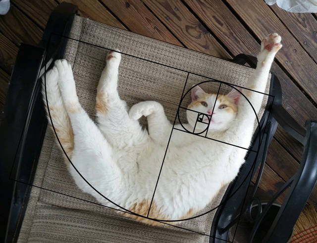 1457421616 fibonacci composition cats furbonacci 91  700