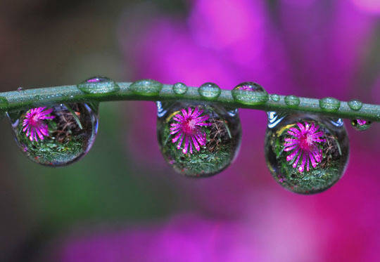 1457432936 1.dewdrop reflection photos