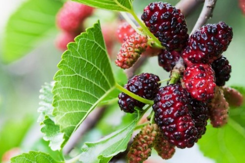 7 ประโยชน์ของมัลเบอร์รี สุดยอดผลไม้ดีเพื่อสุขภาพ