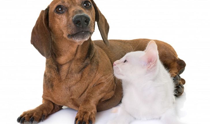 "ฮีทสโตรก" โรคที่สัตว์เลี้ยงก็เป็นได้ รับมืออย่างไรหากเกิดขึ้นกับสุนัขและแมวในหน้าร้อน