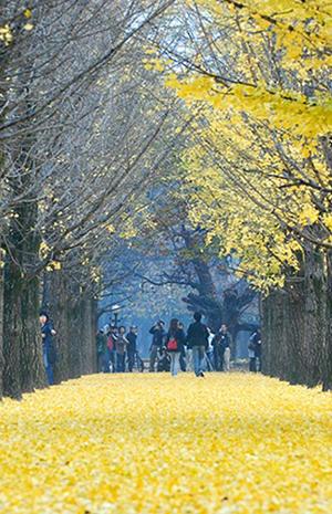 Seek love and you shall find . @ Nami Island 