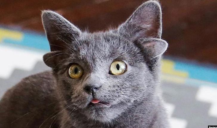 "ไมดาส" แมวตุรกีสี่หู ขวัญใจโลกออนไลน์
