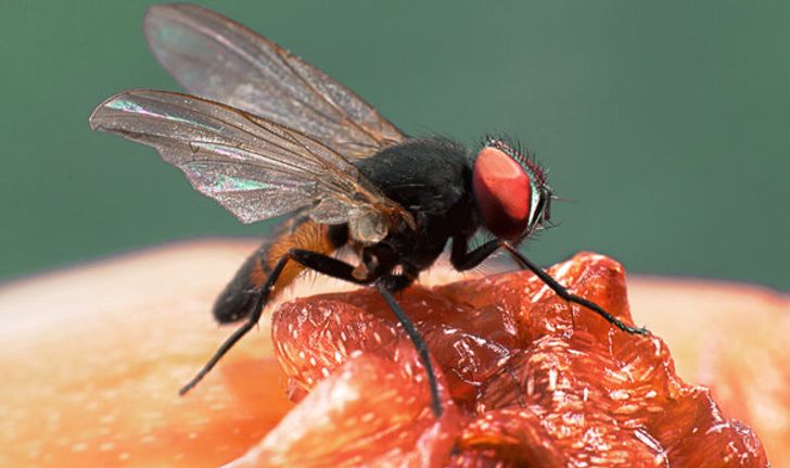 DIY กับดัก “แมลงหวี่” หลุมพรางเด็ดจากของก้นครัว ธรรมชาติ ไร้สารเคมี
