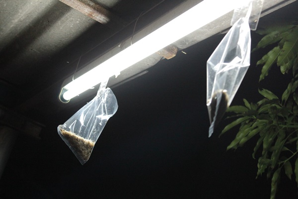 วิธีกำจัดแมงเม่า ปลวกบินได้ ที่ได้ผลใน 5-10นาที ไม่มีอันตราย ใช้เพียงถุง  เทปกาว
