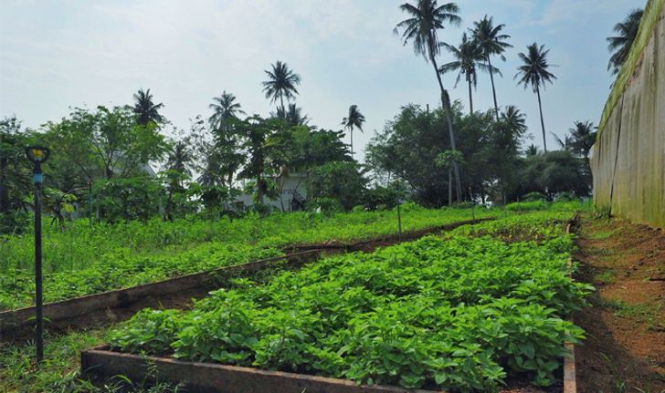 ฟื้นผืนดินบนเกาะหมากเป็น ‘สวนเกษตรอินทรีย์’ มีผักดีๆ กินใช้ ไม่ทำลายสิ่งแวดล้อม