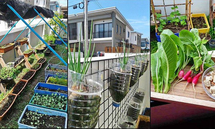 “ทำสวนครัวแบบ DIY” ประหยัด ปลอดภัย พร้อมเพิ่มพื้นที่สีเขียวให้กับบ้าน