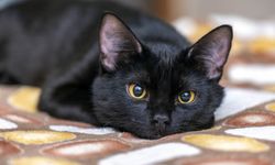 4 เรื่องเกี่ยวกับ “แมวดำ” ที่คุณอาจไม่เคยทราบ