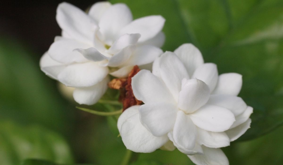 รู้ประโยชน์ของดอกมะลิและวิธีการนำมาใช้ประโยชน์แบบคนญี่ปุ่น