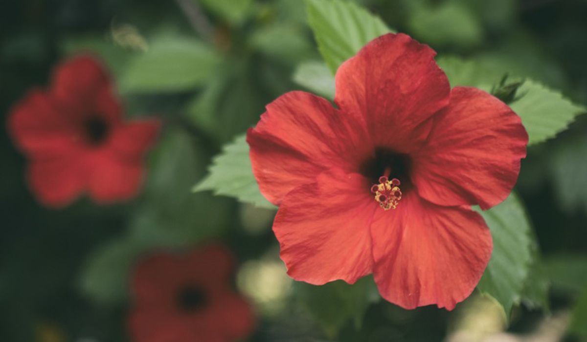 ระเบียงสวยสดชื่นด้วย 5 พันธุ์ไม้แนะนำเหมาะประดับภายนอก