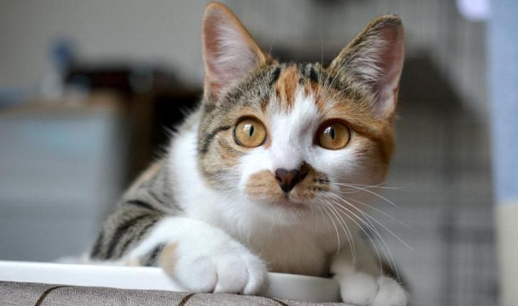 ชวนรู้จัก 7 ภาษากายของน้องแมว สัตว์เลี้ยงแสนรักคนญี่ปุ่น