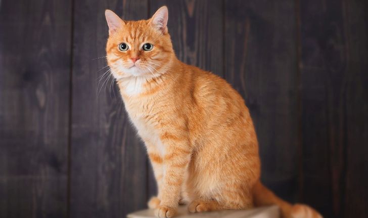 9 เรื่องน่าสนใจ และอาจไม่มีใครรู้เกี่ยวกับ "แมวส้ม"