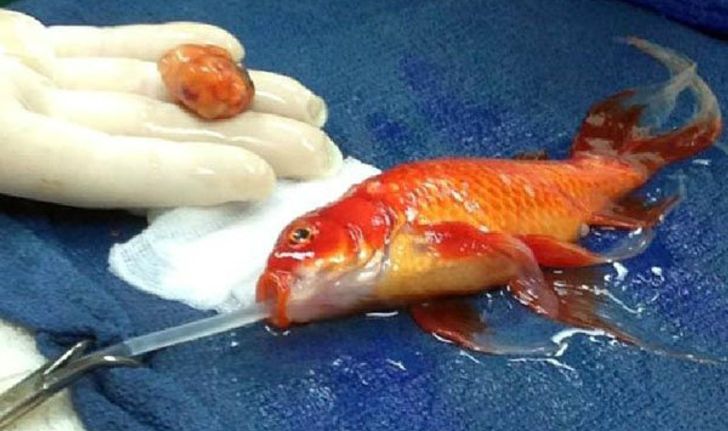 ฮือฮา ครั้งแรกของโลก ผ่าตัดเนื้องอกในสมอง ช่วยชีวิต ปลาทอง