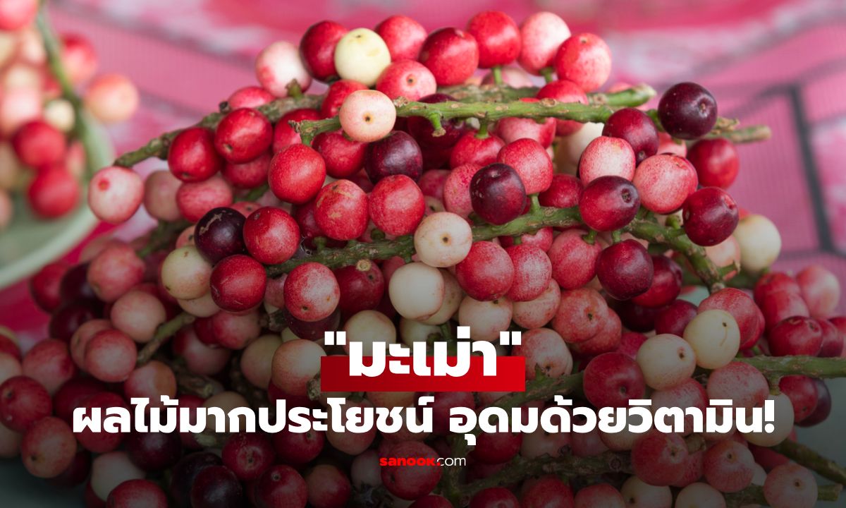 "มะเม่า" ผลไม้ป่ารสเปรี้ยวอมหวาน ที่อุดมด้วยวิตามินและประโยชน์