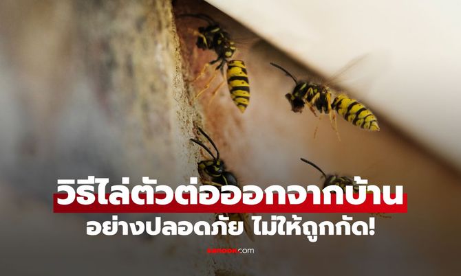 วิธีไล่ตัวต่อที่บินเข้าบ้านอย่างปลอดภัย ไม่ให้ถูกต่อกัด