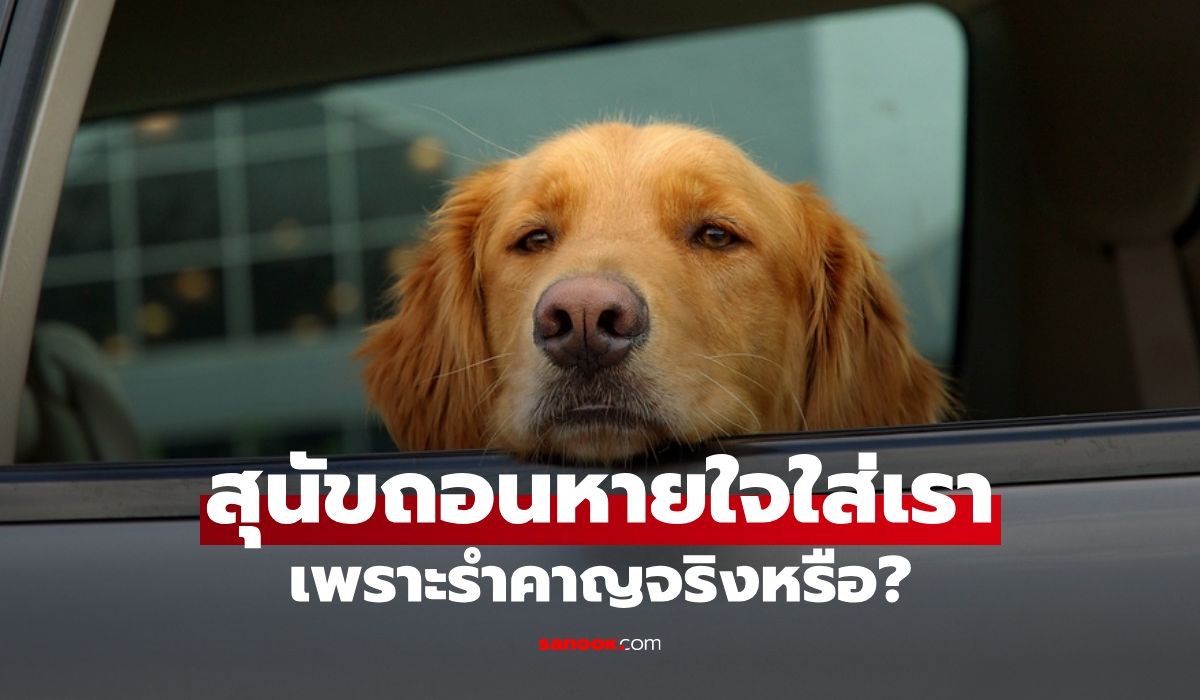 ทําไมสุนัขถึงถอนหายใจใส่เรา เปิดพฤติกรรม น้องทำเพราะรำคาญคุณจริงหรือ?