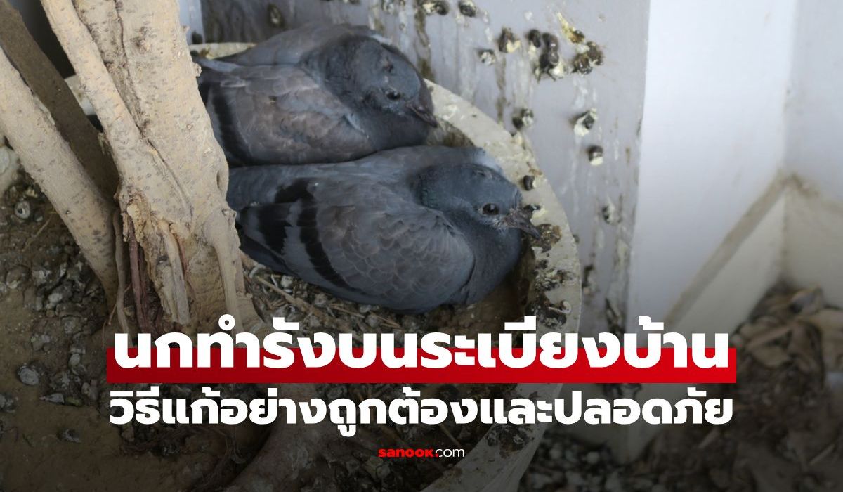 วิธีแก้ปัญหานกทำรังบนระเบียงบ้าน อย่างปลอดภัยและได้ผล!