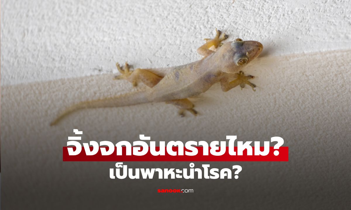 จิ้งจกอันตรายไหม? เป็นพาหะนำโรครึเปล่า หากปล่อยอยู่ในบ้าน