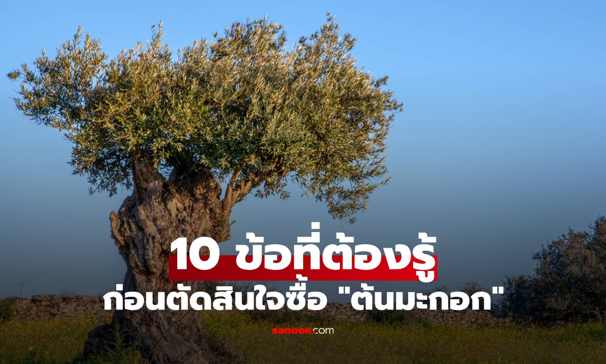 ต้นมะกอกโอลีฟ ต้นไม้สุดแกลม! กับ 10 ข้อที่ต้องรู้ก่อนตัดสินใจซื้อ