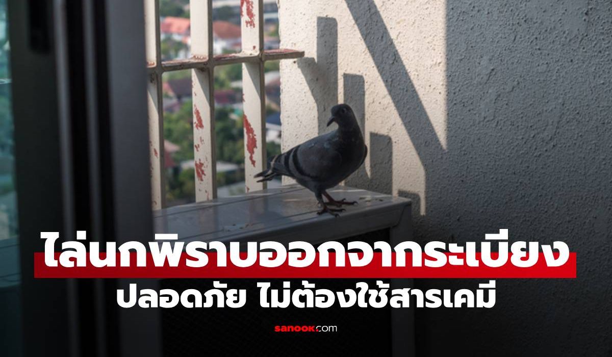 ไล่นกพิราบออกจากระเบียง 5 วิธีง่ายๆ ลดปัญหากวนใจ ปลอดภัย ไม่ต้องใช้สารเคมี