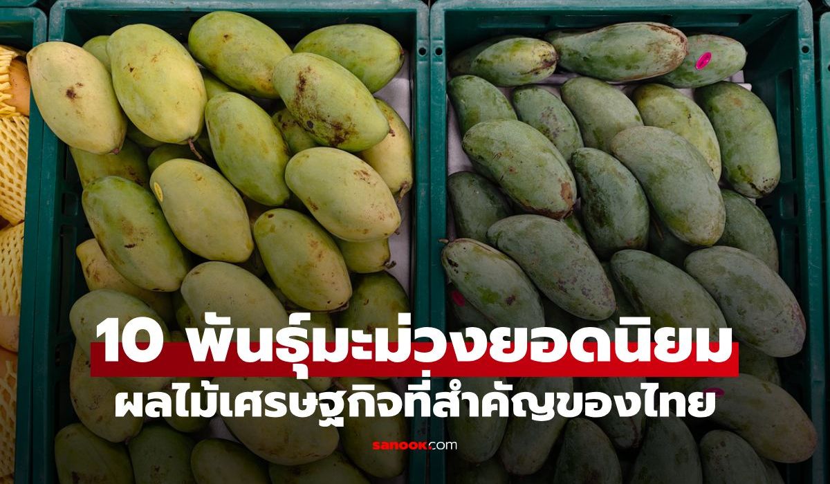 10 พันธุ์มะม่วงยอดนิยม "ราชาผลไม้เขตร้อน" ผลไม้เศรษฐกิจที่สำคัญของไทย