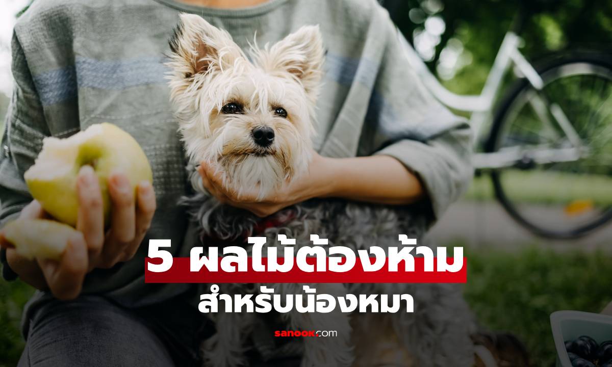 อันตรายถึงชีวิต! 5 ผลไม้ต้องห้ามสำหรับสุนัข ที่คุณไม่ควรให้กินเด็ดขาด