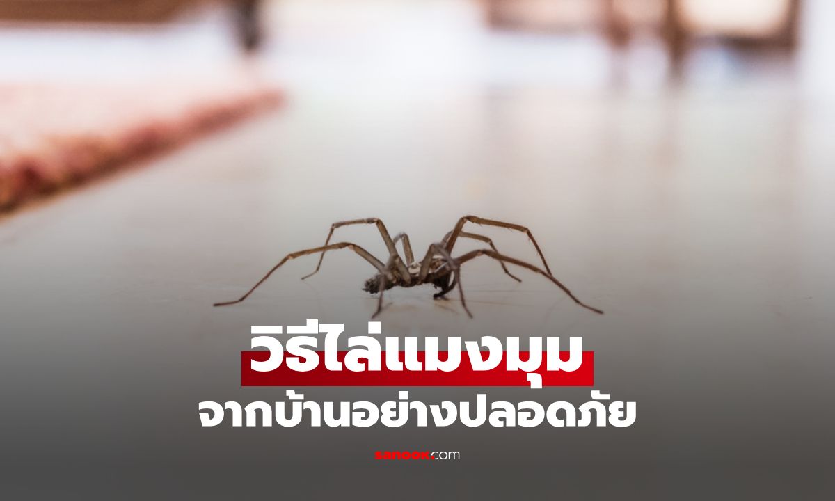 “แมงมุม” จะหนีหาย ถ้าได้กลิ่นนี้! วิธีไล่แมงมุมจากบ้านอย่างปลอดภัย