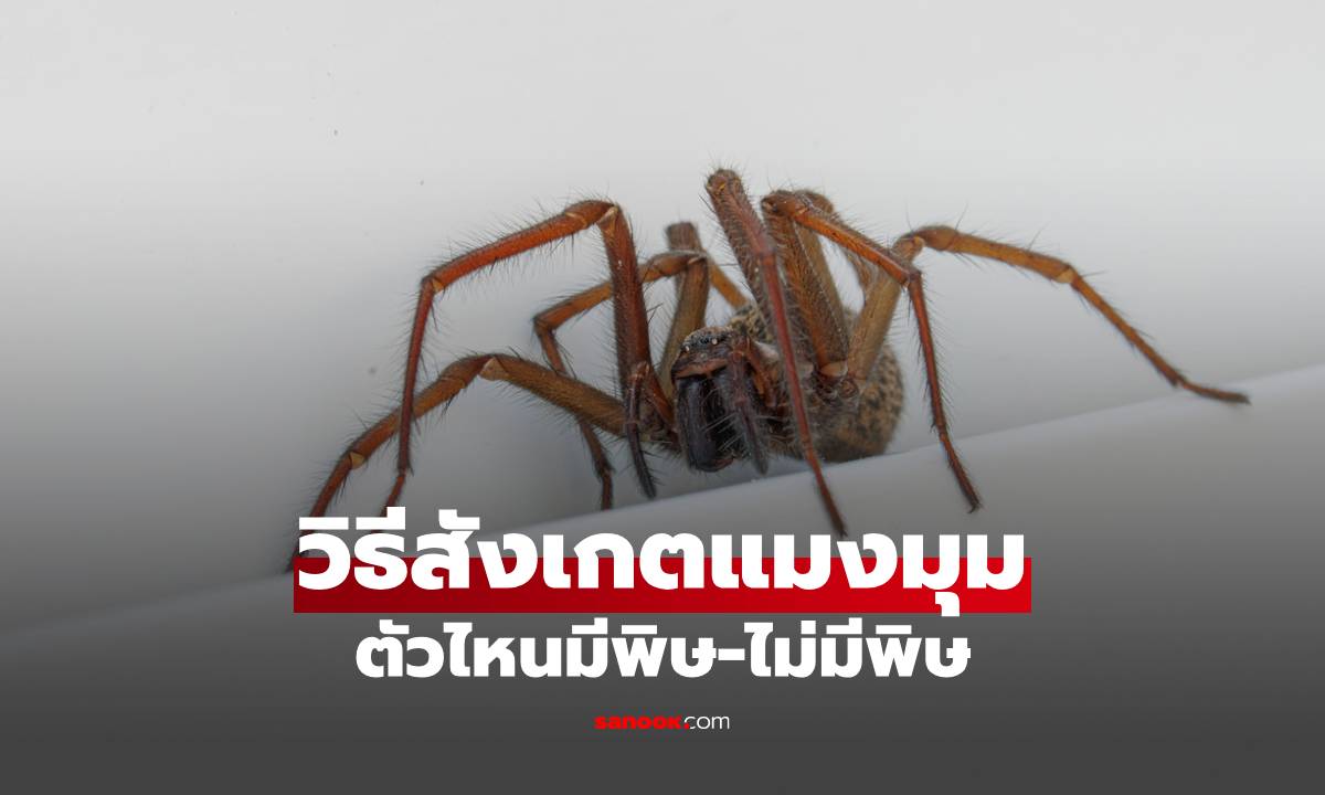 แยกให้ได้! แมงมุมมีพิษ – ไม่มีพิษ สังเกตเบื้องต้นจากอะไรได้บ้าง