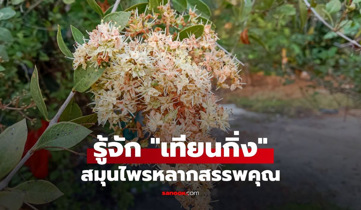 เทียนกิ่ง (เฮนน่า) สมุนไพรหลากสรรพคุณ ตั้งแต่ความงามสู่การรักษาแผล