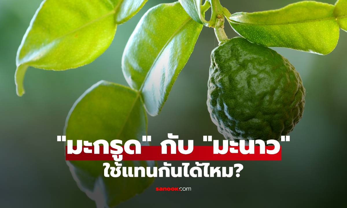 “มะกรูด” ใช้แทนมะนาวได้ไหม? เฉลยความต่างและวิธีใช้ให้รสกลมกล่อม