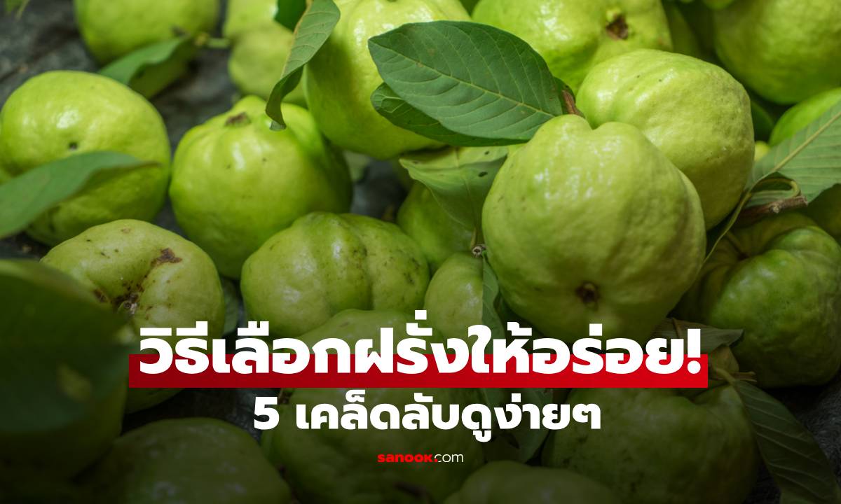 วิธีเลือกฝรั่งให้อร่อย! 5 เคล็ดลับดูง่ายๆ ผลแบบไหนกรอบ หวาน ไม่ฝาด!