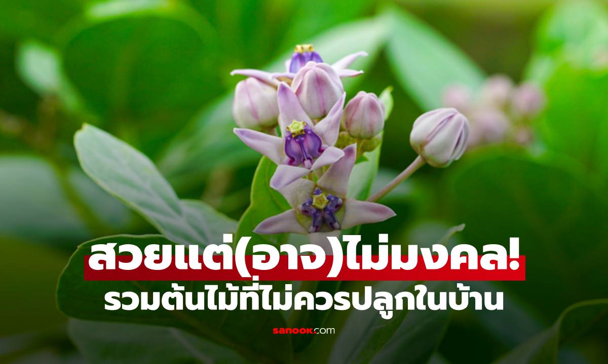 สวยแต่(อาจ)ไม่มงคล! รวมต้นไม้ที่ไม่ควรปลูกในบ้าน ตามความเชื่อไทย