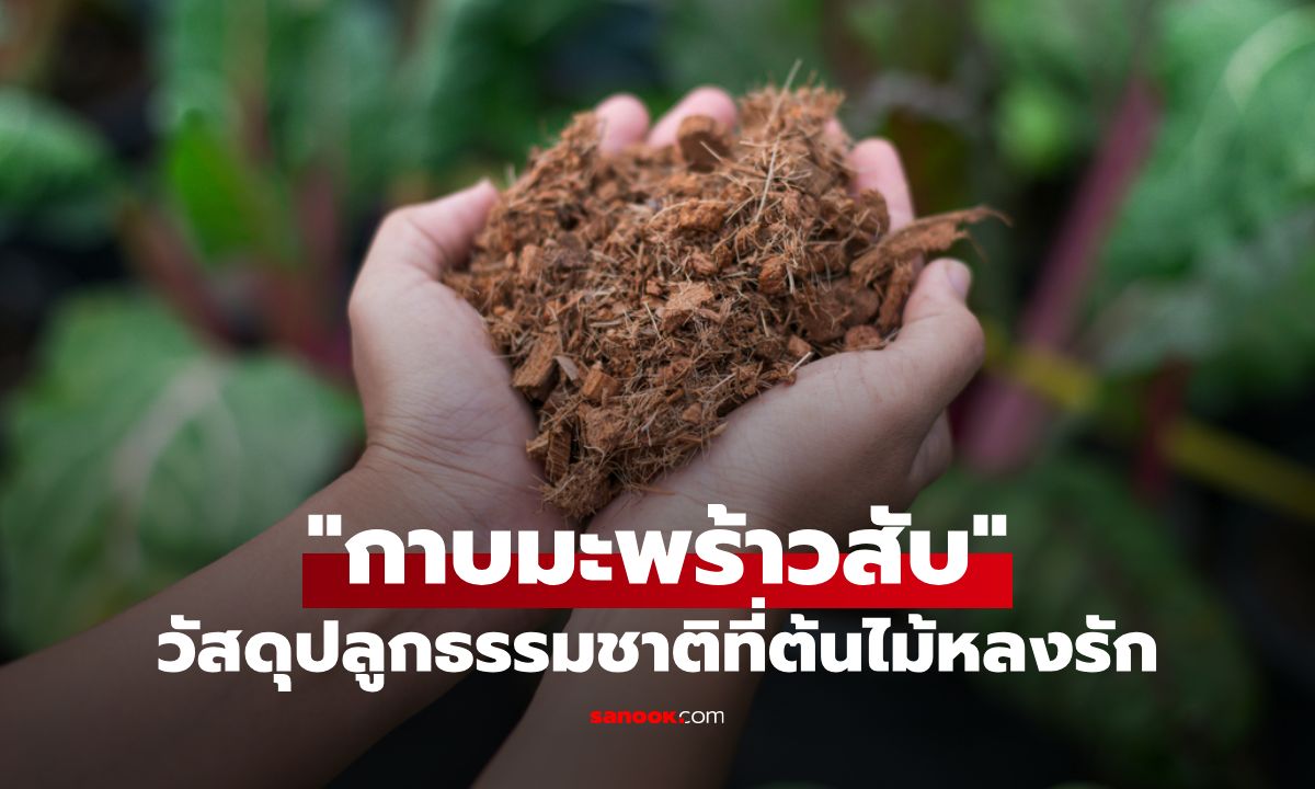 รู้จัก "กาบมะพร้าวสับ" ตัวช่วยสำคัญในการปลูกต้นไม้ ช่วยให้เติบโตสวยงาม