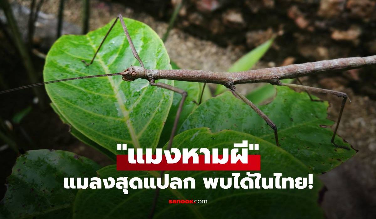 ทำความรู้จัก “แมงหามผี" ตั๊กแตนกิ่งไม้ยักษ์ แมลงสุดแปลก พร้อมที่มาว่าทำไมถึงได้ชื่อนี้!