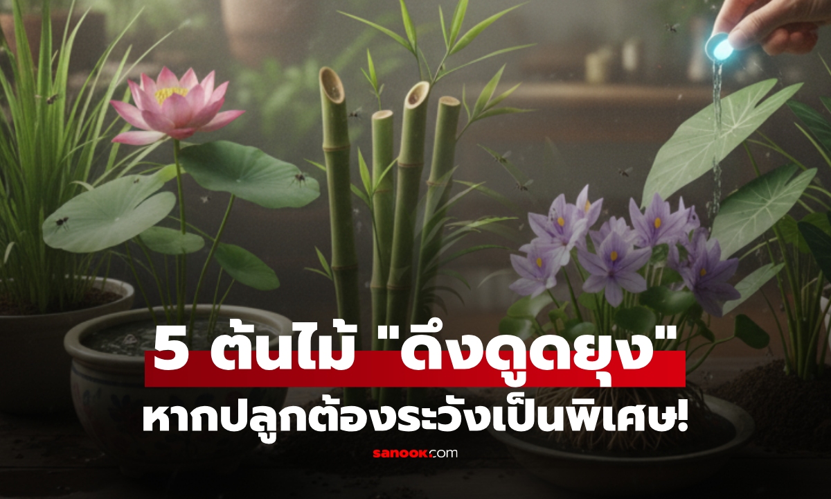 5 ต้นไม้ที่ “ดึงดูดยุง” โดยไม่ได้ตั้งใจ ชื่อแรกคนไทยนิยมปลูกไว้หน้าบ้าน ต้องระวังเป็นพิเศษ!