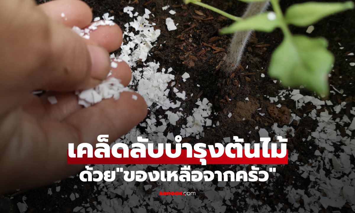 “ของเหลือจากครัว” ตัวช่วยบำรุงต้นไม้ แข็งแรง และไล่แมลงแบบธรรมชาติ