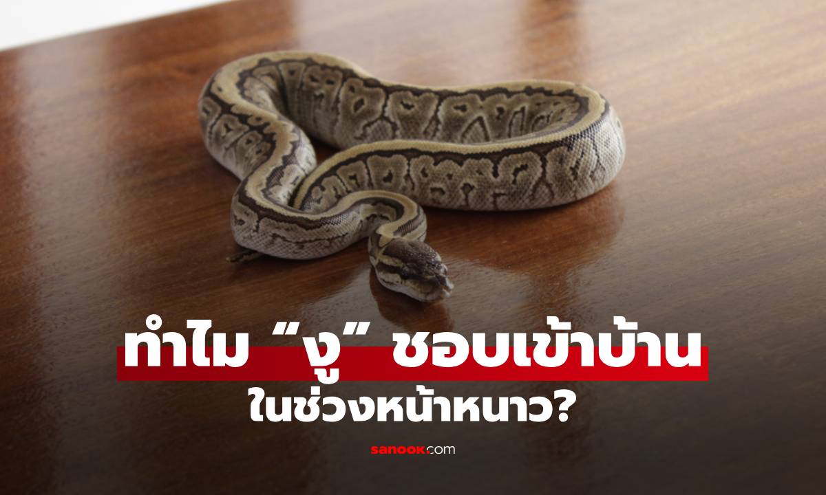 ทำไม “งู” ชอบเข้าบ้านหน้าหนาว? วิธีป้องกันงูเข้าบ้านอย่างปลอดภัย