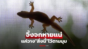 “จิ้งจกในห้องครัว” หายแน่! แค่วางสิ่งนี้ไว้ตามมุมก็อยู่ไม่ได้